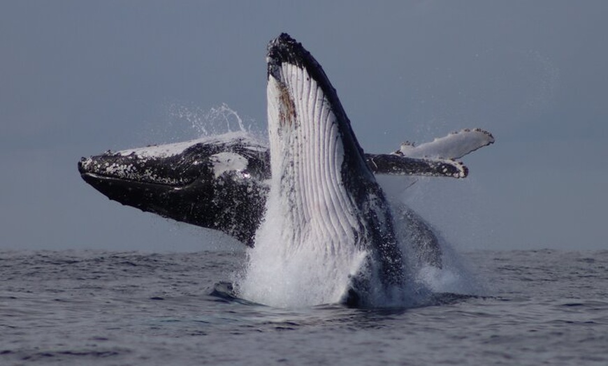 Image 9: Whale Watching Terrigal