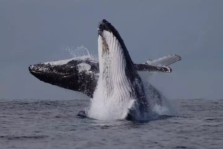 Whale Watching Terrigal