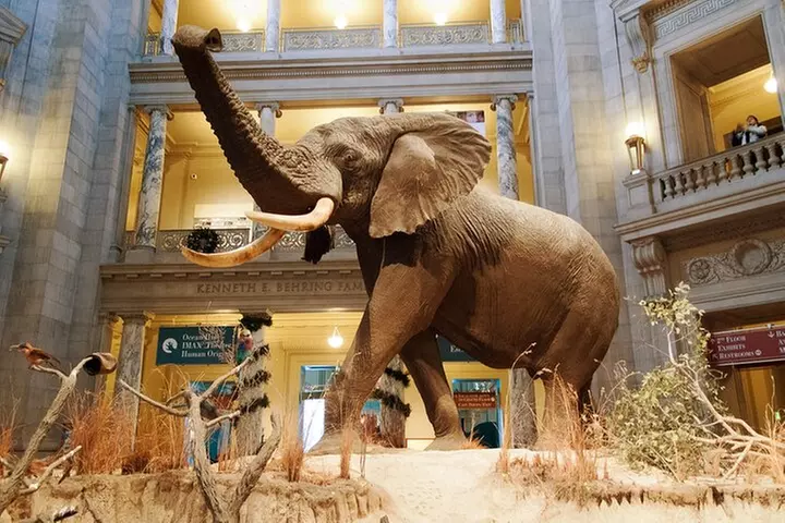 Smithsonian Natural History + American History - Exclusive Tour