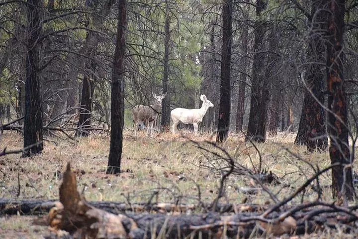 3 Hour Back-Road Safari to Grand Canyon with Entrance Gate By-Pass ...
