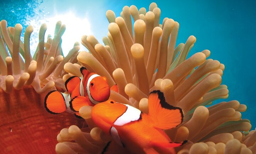 Image 10: Quicksilver Great Barrier Reef Snorkel Cruise from Port Douglas