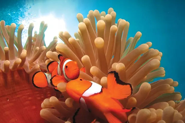 Quicksilver Great Barrier Reef Snorkel Cruise from Port Douglas