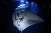 Kona Night Manta Snorkel Tour