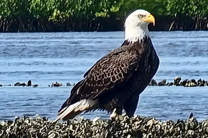 Dolphin and Manatee Kayak Tour of Daytona Beach