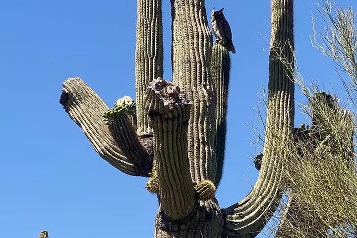 2 Hour Sonoran Desert Private Guided Mountain Bike Tour