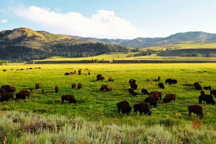 Self-Guided Audio Driving Tour in Yellowstone and Grand Teton