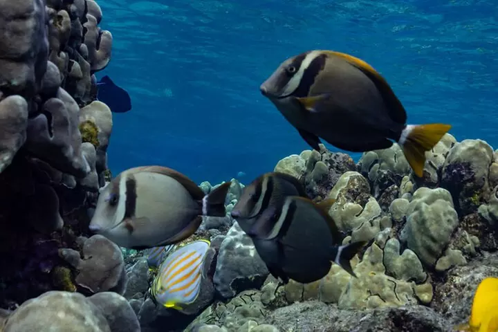 Private Kealakekua Bay Snorkel with Dolphin Watch