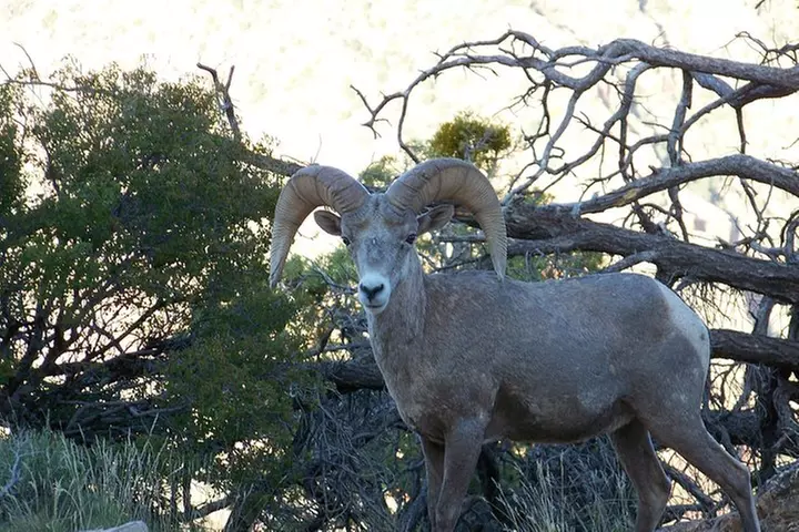 3 Hour Back-Road Safari to Grand Canyon with Entrance Gate By-Pass ...