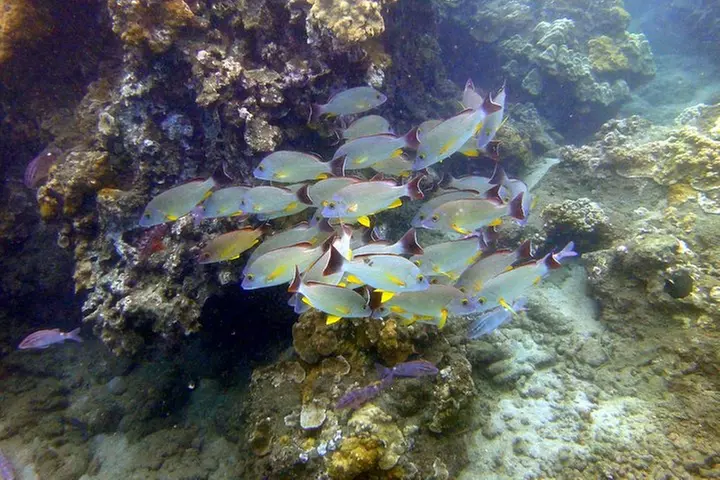 Kayak and Snorkel in West Maui at Olowalu