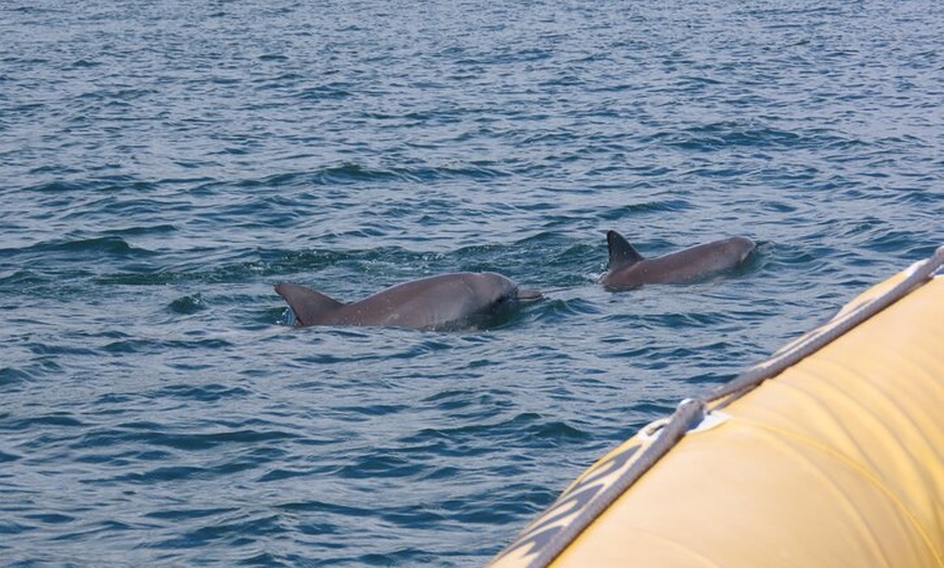 Image 12: Noosa Oceanrider Scenic Dolphin Safari