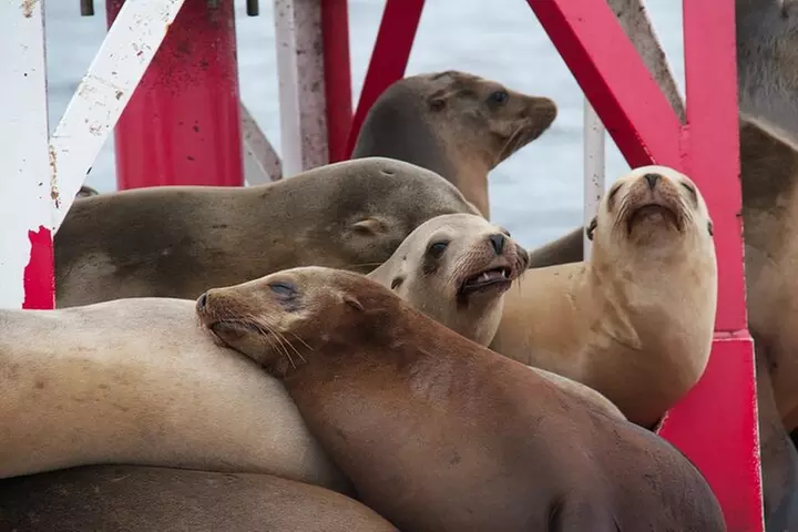 2.5-Hour Small-Group Catamaran Sailing Adventure with Drinks