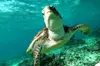 Turtles and Cenote snorkeling tour from Riviera Maya
