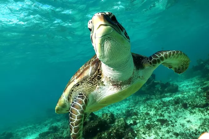 Turtles and Cenote snorkeling tour from Riviera Maya - Primary Image