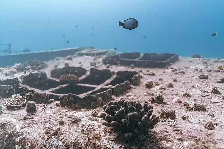 Certified Divers: Best 2-Tank Wrecks & Reef Boat Dive All Inclusive...