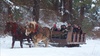 Leavenworth Sleigh Ride and Christmas Lights Festival
