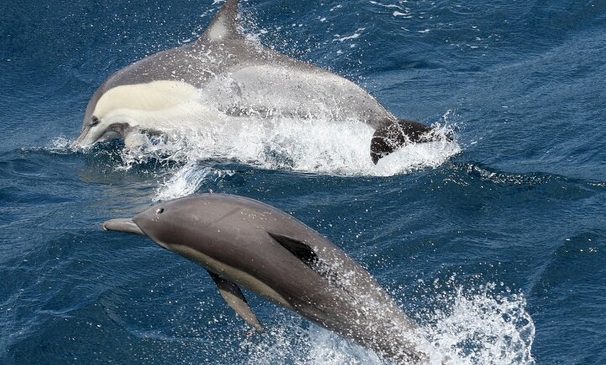 Image 6: Whale Watching Tour with Spirit of Gold Coast