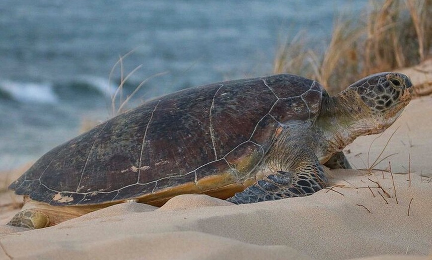 Image 3: Ningaloo Turtle Watching and Stargazing Tour