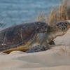 Image 3: Ningaloo Turtle Watching and Stargazing Tour