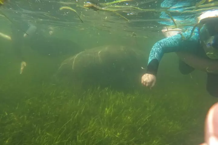 3 Hour Small Group All Inclusive Manatee Swim with free Photo pkg