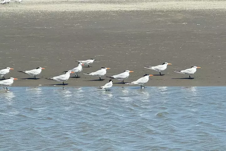 Private Charleston Dolphin and Eco Boat Tour