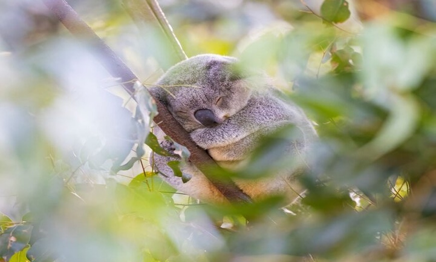 Image 6: Currumbin Wildlife Sanctuary and Byron Bay Day Tour in Chinese