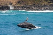 Waikiki Whale Watching Cruise with Snack & Hula Entertainment - Second Medium