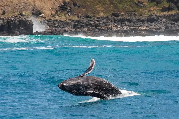 Waikiki Whale Watching Cruise with Snack & Hula Entertainment