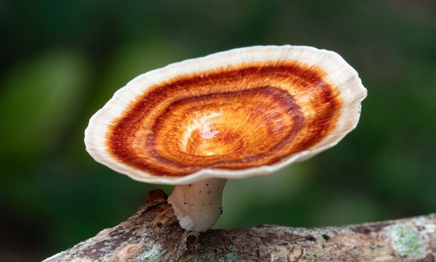 Image 6: 2-Hour Mushroom Photography Activity in Cairns Botanic Gardens