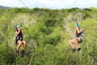 2-Hour 6 Zipline Tour at Coral Crater - Second Medium