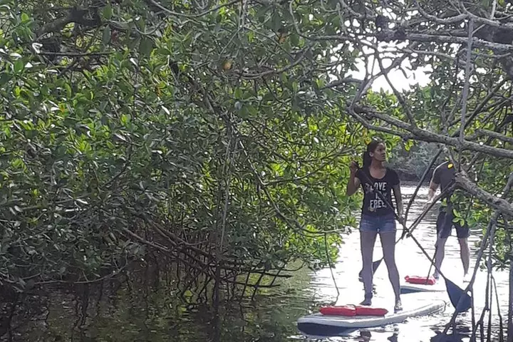 Naples Fl, Paddleboard Mangrove Forest Tour - Primary Image