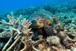 Snorkel & Dive the Reef: Sustainable, Scientific & Cultural Tour - Image 6
