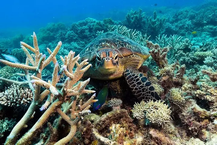 Snorkel & Dive the Reef: Sustainable, Scientific & Cultural Tour