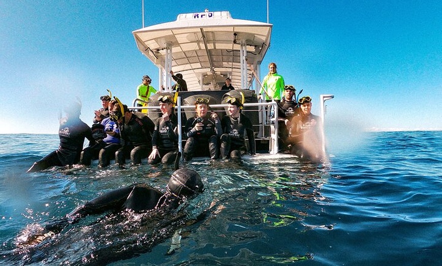 Image 4: Whale Watching and Swim with Whales Cruise from Mooloolaba