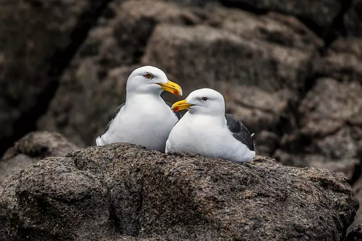 Hobart Sightseeing Cruise including Iron Pot Lighthouse