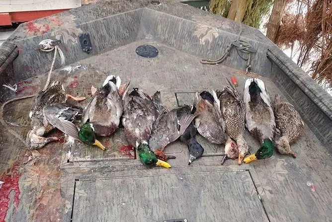 Duck hunt - Primary Image