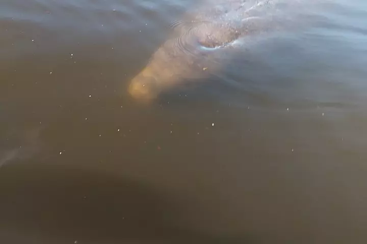 Guided Kayak Tour with Manatee & Dolphin Sightings