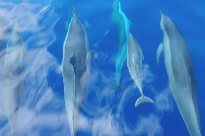 Eco-Raft Tour: Intro to Hawaiian History & Whale or Dolphin Watch