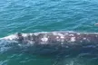 San Diego Whale Watching 3 Hour Tour Mission Bay on the Legacy - Second Medium