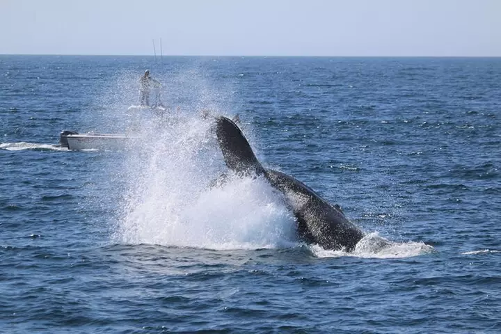 Ultimate Whale Watching Adventure - Second Medium