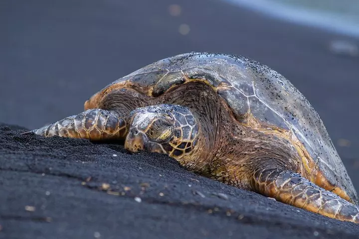Big Island Highlights: Coffee, Volcano, Black Sands & Waterfall
