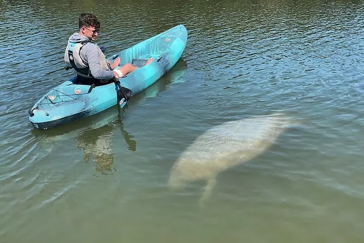 Wildlife Refuge Manatee, Dolphin & Mangrove Kayak or Paddleboarding...