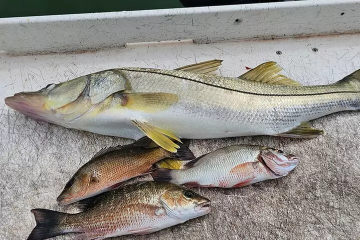 1/2 Day Morning Charter Fishing Naples Marco Everglades Sanibel