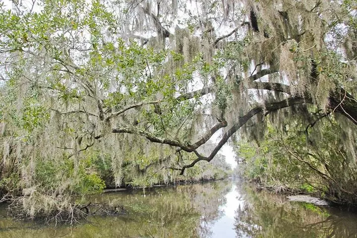 Destrehan Plantation and Swamp Tour from New Orleans