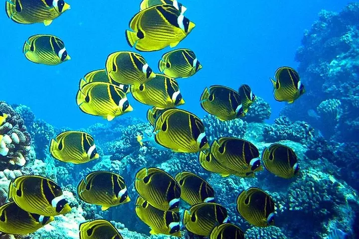 Tropical Reef & Wildlife Boat Snorkel Adventure - Primary Image