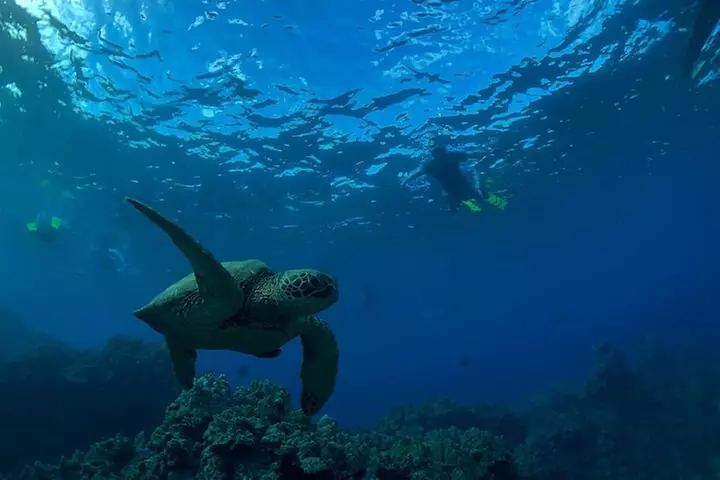 South Shore Turtle Kayak and Snorkel Experience