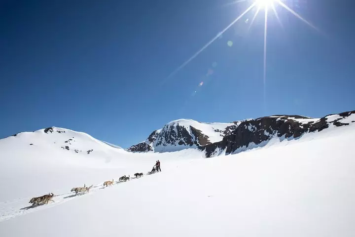 Summer Glacier Dogsledding Tour from Girdwood
