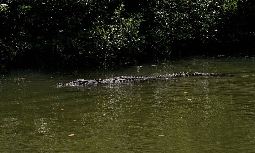 Image 26: Daintree, Cape Tribulation & River Cruise from Port Douglas