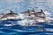 Avistamiento de delfines y ballenas desde Puerto Rico, Gran Canaria - Second Medium