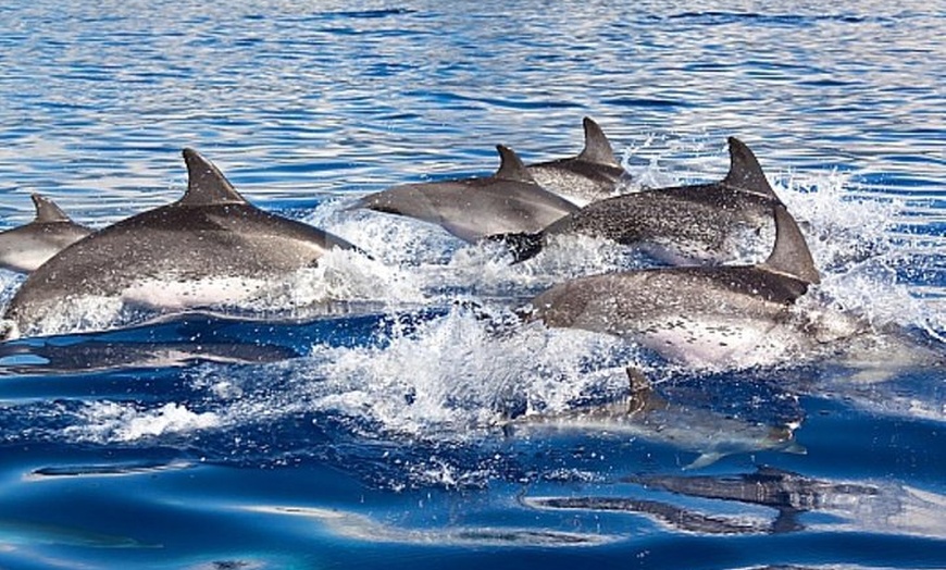 Image 4: Avistamiento de delfines y ballenas desde Puerto Rico, Gran Canaria