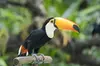 Central Park Zoo Skip-the-line Tickets & Private Transfers